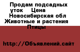 Продам подсадных уток. › Цена ­ 1 500 - Новосибирская обл. Животные и растения » Птицы   